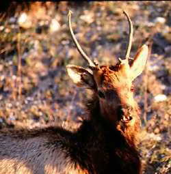 pissed off elk